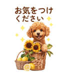 トイプードルの夏のご挨拶（個別スタンプ：16）