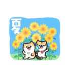 柴犬たけちよの夏休み（個別スタンプ：13）