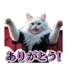 飛び出す★秋を感じる・白猫【仮装多め】（個別スタンプ：4）