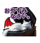 飛び出す★秋を感じる・白猫【仮装多め】（個別スタンプ：8）