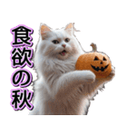 飛び出す★秋を感じる・白猫【仮装多め】（個別スタンプ：19）