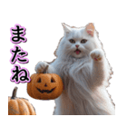 飛び出す★秋を感じる・白猫【仮装多め】（個別スタンプ：24）