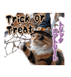 飛び出す★秋を感じる・三毛猫ハロウィン（個別スタンプ：18）