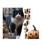 飛び出す★秋を感じる・ハチワレ猫の秋ハロ（個別スタンプ：1）