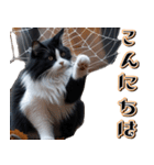 飛び出す★秋を感じる・ハチワレ猫の秋ハロ（個別スタンプ：13）