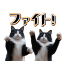 飛び出す★秋を感じる・ハチワレ猫の秋ハロ（個別スタンプ：16）