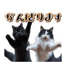 飛び出す★秋を感じる・ハチワレ猫の秋ハロ（個別スタンプ：20）