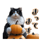 飛び出す★秋を感じる・ハチワレ猫の秋ハロ（個別スタンプ：23）