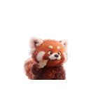 かわいいレッサーパンダ（日本語）（個別スタンプ：1）