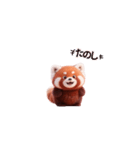 かわいいレッサーパンダ（日本語）（個別スタンプ：3）