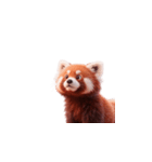 かわいいレッサーパンダ（日本語）（個別スタンプ：12）