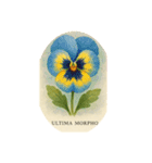 パンジーの花シリーズ:Pansy flowers（個別スタンプ：6）