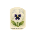 パンジーの花シリーズ:Pansy flowers（個別スタンプ：8）