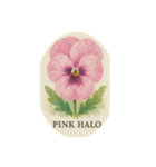 パンジーの花シリーズ:Pansy flowers（個別スタンプ：10）