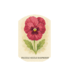 パンジーの花シリーズ:Pansy flowers（個別スタンプ：14）