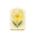 パンジーの花シリーズ:Pansy flowers（個別スタンプ：15）