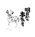 『ダルメシアン』のスタンプ（個別スタンプ：8）