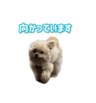ポメプーころまる王子の使える敬語スタンプ（個別スタンプ：13）