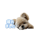 ポメプーころまる王子の使える敬語スタンプ（個別スタンプ：21）