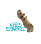ポメプーころまる王子の使える敬語スタンプ（個別スタンプ：23）