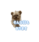 ポメプーころまる王子の使える敬語スタンプ（個別スタンプ：29）