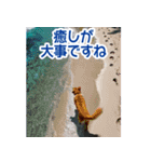背景が動く▶︎自然が好き--ハワイHawaii--（個別スタンプ：3）