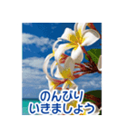 背景が動く▶︎自然が好き--ハワイHawaii--（個別スタンプ：5）