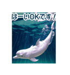 背景が動く▶︎自然が好き---海の生き物---（個別スタンプ：2）