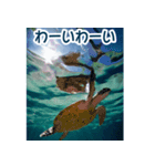 背景が動く▶︎自然が好き---海の生き物---（個別スタンプ：3）