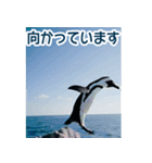 背景が動く▶︎自然が好き---海の生き物---（個別スタンプ：6）