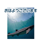 背景が動く▶︎自然が好き---海の生き物---（個別スタンプ：7）