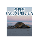 背景が動く▶︎自然が好き---海の生き物---（個別スタンプ：8）