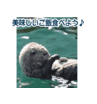 背景が動く▶︎自然が好き---海の生き物---（個別スタンプ：11）