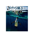 背景が動く▶︎自然が好き---海の生き物---（個別スタンプ：12）