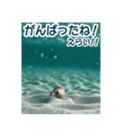 背景が動く▶︎自然が好き---海の生き物---（個別スタンプ：15）