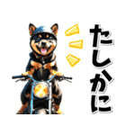 即返信♡バイク好き 黒柴（個別スタンプ：21）