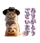 飛び出す★秋を感じる・茶トラ猫【ハロウィ（個別スタンプ：3）