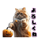 飛び出す★秋を感じる・茶トラ猫【ハロウィ（個別スタンプ：5）