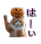 飛び出す★秋を感じる・茶トラ猫【ハロウィ（個別スタンプ：9）