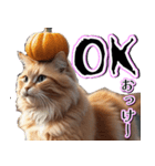飛び出す★秋を感じる・茶トラ猫【ハロウィ（個別スタンプ：11）