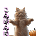 飛び出す★秋を感じる・茶トラ猫【ハロウィ（個別スタンプ：16）
