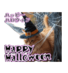 飛び出す★秋を感じる・茶トラ猫【ハロウィ（個別スタンプ：18）