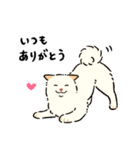 今日も柴犬が可愛い5 -白柴-（個別スタンプ：2）