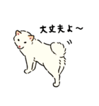 今日も柴犬が可愛い5 -白柴-（個別スタンプ：8）