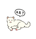 今日も柴犬が可愛い5 -白柴-（個別スタンプ：12）