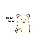 今日も柴犬が可愛い5 -白柴-（個別スタンプ：19）