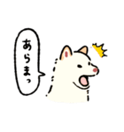今日も柴犬が可愛い5 -白柴-（個別スタンプ：27）