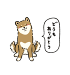 今日も柴犬が可愛い5 -胡麻柴-（個別スタンプ：1）