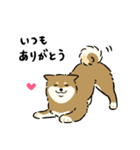 今日も柴犬が可愛い5 -胡麻柴-（個別スタンプ：2）