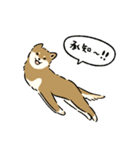 今日も柴犬が可愛い5 -胡麻柴-（個別スタンプ：3）
